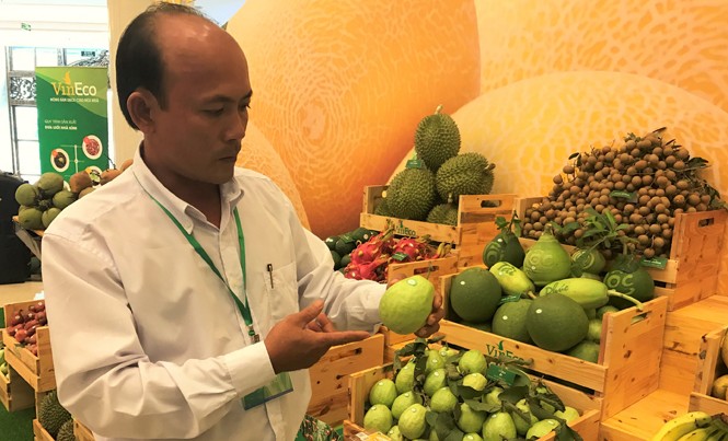 Cầu nối nông dân với thị trường Ông Nguyễn Công Minh, Tổ trưởng tổ hợp tác Minh Thọ (xã Mỹ Hiệp, Cao Lãnh, Đồng Tháp) giới thiệu về mô hình trồng ổi liên kết với VinEco. Ảnh: Phạm Anh.