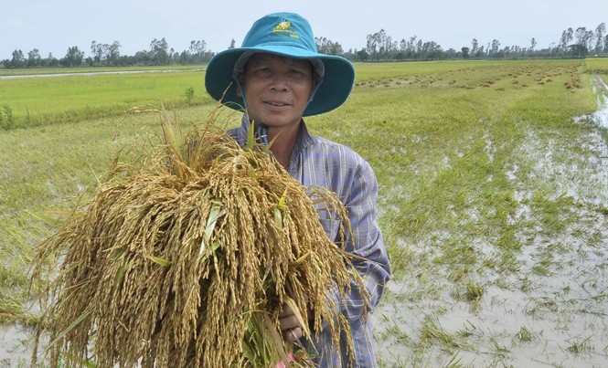 Sản xuất lúa 3 vụ khiến nông dân nghèo đi Người nông dân vất vả làm ra lúa nhưng ngày càng nghèo đi. Ảnh: Hòa Hội.