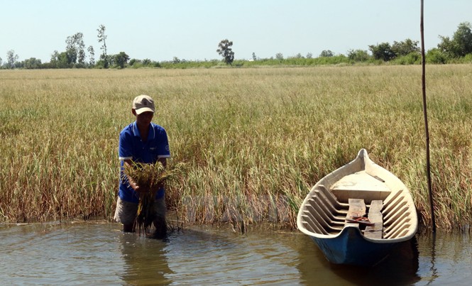 Vựa lúa Việt đang bị đe dọa Đồng bằng sông Cửu Long, vựa lúa của Việt Nam, đang phải đối mặt nhiều thách thức lớn về môi trường và an ninh lương thực. Ảnh: TGTT.
