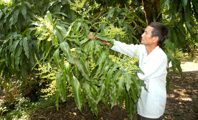 Trồng xoài qua mạng Ông Võ Hữu Hiền cho rằng mô hình “Cây xoài nhà tôi” đem lại hiệu quả thiết thực, năm nay ông sẽ tiếp tục đăng ký bán tiếp những cây xoài khác.