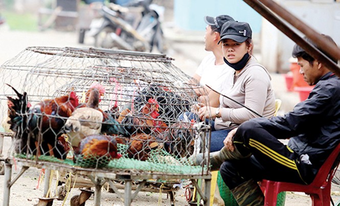 Nguy cơ cúm A/H7N9 tràn vào Việt Nam: Căng mình chống gà 'bẩn Nguy cơ gà bẩn thâm nhập nội địa vẫn luôn cao. Ảnh: Trường Phong.