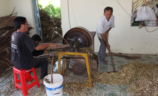 “Biệt đội” hái thuốc và những tấm lòng Công việc thái thuốc gỗ tại Hưng Nghĩa Tự.
