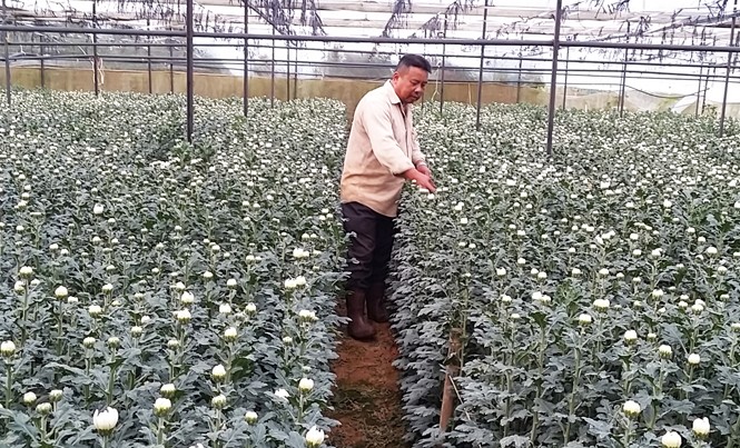 Nông dân xuất khẩu hoa sang Nhật, Hàn Anh Bùi Văn Sỹ trong vườn cúc kim cương.