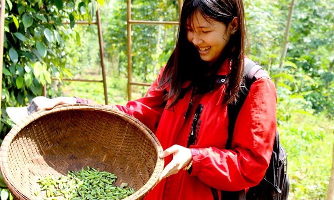 Săn sâu muồng trên Tây Nguyên Sâu muồng có nhiều trong vườn tiêu, cà phê.