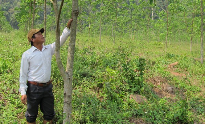 Thu tiền triệu mỗi ngày từ cao su Thời điểm này cây cao su ở Quảng Bình đang thay lá nên dù giá mủ có cao, nông dân vẫn không khai thác được.