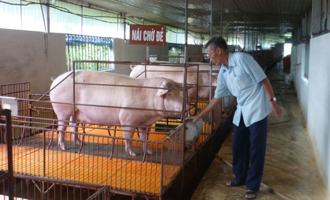 Bao giờ Hà Nội có “thịt sạch”? Một hộ chăn nuôi lợn sinh học tại huyện Phúc Thọ.