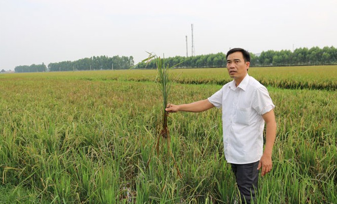 Lúa chết bất thường gần khu công nghiệp Lúa thối rễ và chết quanh Nhà máy xử lý nước thải KCN Quang Châu.