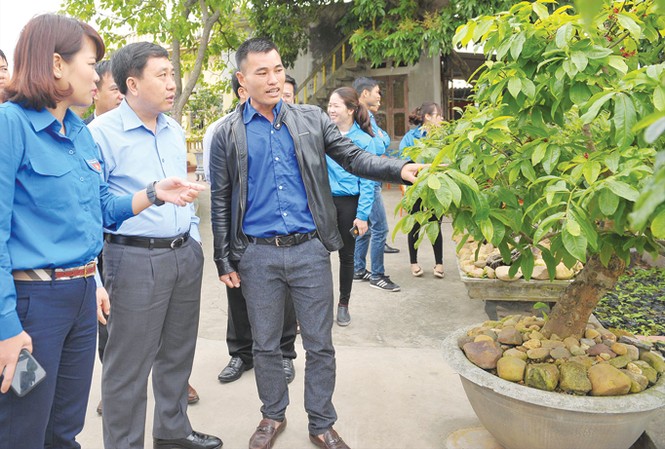 “Bà đỡ” thanh niên làm giàu tại quê nhà Bí thư Thường trực T.Ư Đoàn Nguyễn Mạnh Dũng thăm mô hình trồng mai của anh Phạm Văn Hoàn. Ảnh: Xuân Tùng.