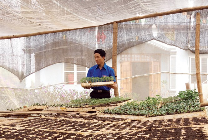 Giàng A Dạy đã áp dụng thành công công nghệ tưới nước nhỏ giọt, xây dựng nhà lưới để nâng cao năng suất, chất lượng nông sản. Ảnh: Bình Minh.