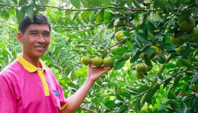 Nông dân siêu thị Ông Huy với vườn quýt bán vào siêu thị. Ảnh: Ngọc Huyền