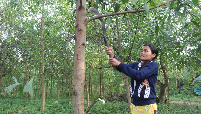 Xin rút khỏi hộ nghèo để thoát nghèo Gia đình chị Đinh Thị Vai thoát nghèo với cây keo. Ảnh: H. Văn