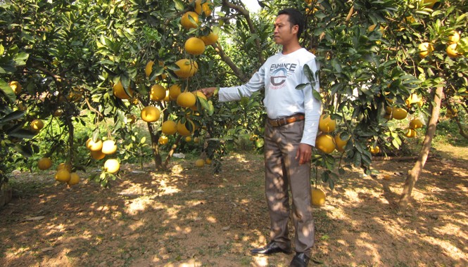 Chàng trai có duyên với bưởi Anh Ngọc bên vườn bưởi trĩu quả