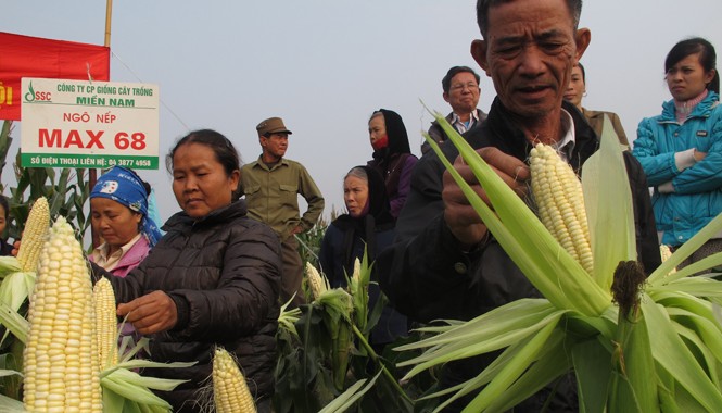Ngô lai kéo nông dân về với ruộng Ngô nếp cho hiệu quả cao