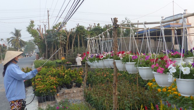 Làng hoa miền Tây 'rộn ràng vào Tết' Chăm sóc hoa tại Tân Quy Đông (Sa Đéc- Đồng Tháp)