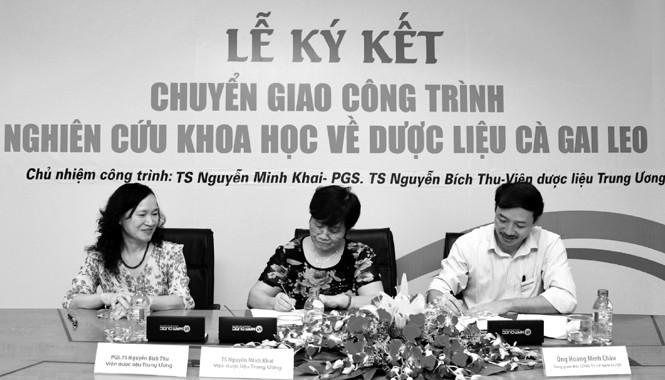 Men gan cao và những nguy hiểm rình rập Lễ ký kết chuyển giao công trình nghiên cứu về Cà gai leo. TS Nguyễn Thị Minh Khai (giữa), PGS.TS Nguyễn Thị Bích Thu (trái)