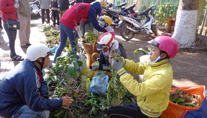 Lan rừng ngập phố Gần tết, nhiều khách mua lan rừng