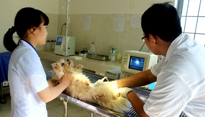 Sướng, khổ “với thú cưng“ Siêu âm cho cún