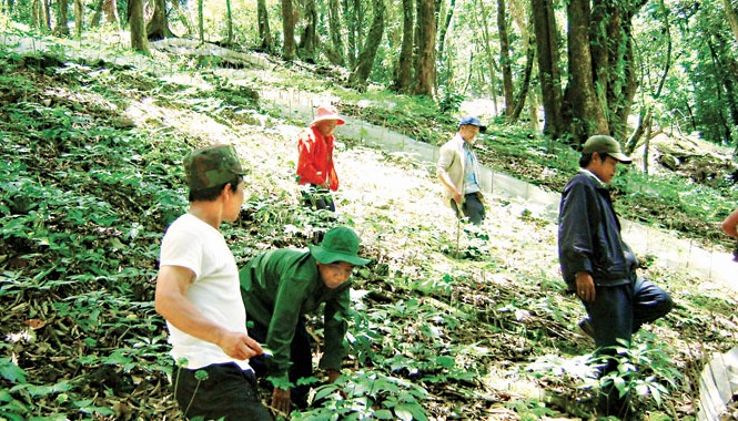 9.000 tỷ đồng và giấc mơ sâm Việt Đoàn công tác của huyện Nam Trà My và các nhà chuyên môn khảo sát đỉnh núi Ngọc Linh hồi tháng 3/2015. Ảnh: Hoàng Thọ