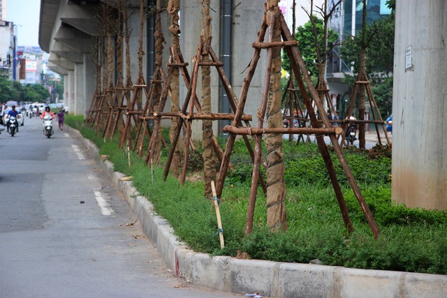 Trồng cây dưới đường sắt trên cao đảm bảo an toàn Các cây xanh mới trồng có độ cao từ 3 – 5m, trồng ngay sát những trụ cầu bê tông của tuyến đường sắt. Ảnh: Dân Trí