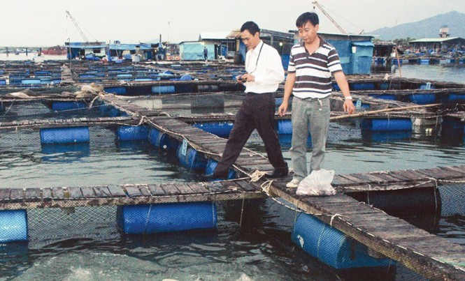 Vua cá chẽm 'Ðức giống' Kỹ sư Võ Ðông Ðức (bên phải) bám biển để sản xuất cá chẽm giống quy mô công nghiệp. Ảnh: T.N.A.