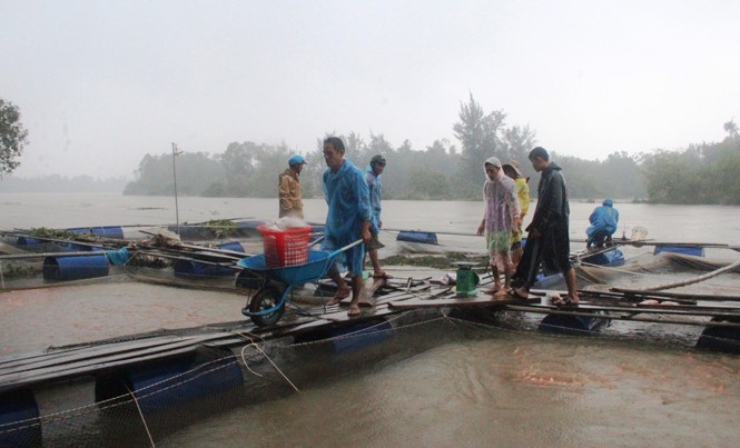 Lũ về đột ngột, người nuôi cá lao đao Hàng chục tấn cá bị tuột nhớt, hấp hối khiến người dân phải bán rẻ. Ảnh: H. Văn