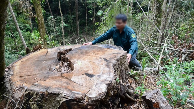 Triệt hạ gỗ quý hiếm như chốn không người Hàng chục cây du sam có đường kính từ 1,8 đến 2 m đã bị đốn hạ tại tiểu khu 1133 thuộc Khu bảo tồn thiên nhiên Nam Nung (tỉnh Đắk Nông). Ảnh: P.V