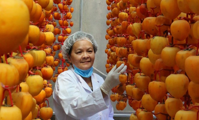 Lùng mua hồng sấy kiểu Nhật giá nửa triệu đồng/kg Sấy hồng khô theo công nghệ Nhật.