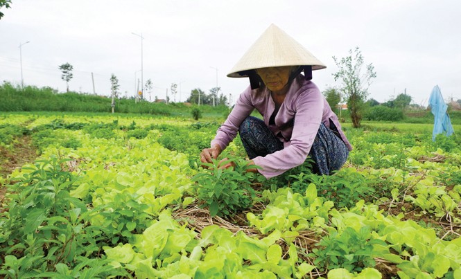 Khan hiếm nguồn rau Tết Rau phát triển chậm dự báo khan hiếm nguồn rau Tết.