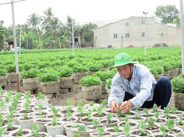 Làng hoa Mỹ Tho tất bật vào mùa hoa Tết Nhà vườn đang chăm sóc hoa