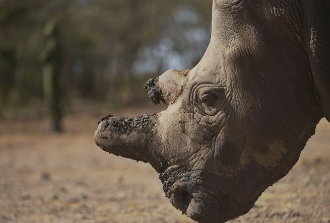 Cận cảnh những chú tê giác trắng hiếm hoi ở Kenya Chỉ còn 5 tê giác trắng phương bắc trên toàn cầu.