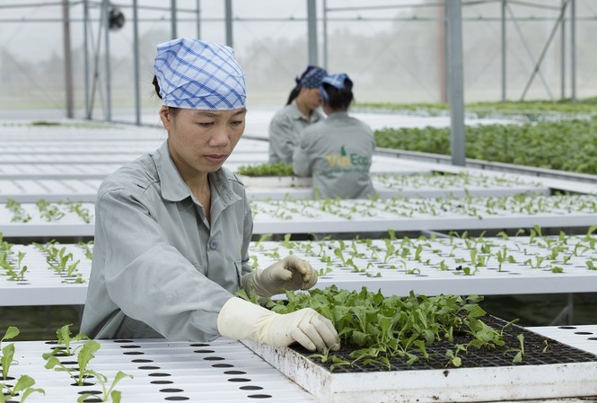 Doanh nghiệp là cầu nối nông dân với thị trường Doanh nghiệp là cầu nối nông dân với thị trường