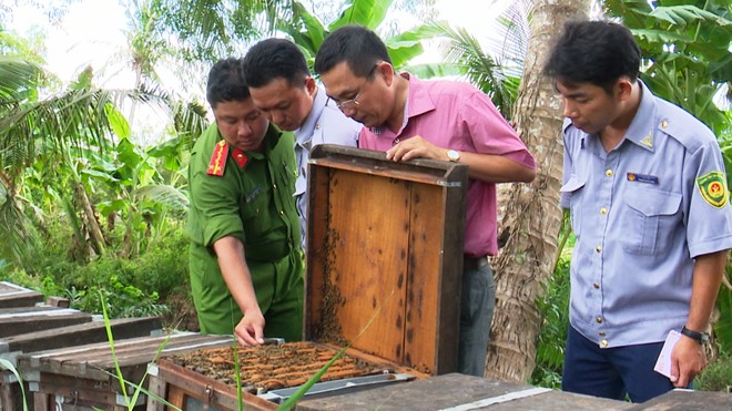 Truy xuất đàn ong lạ ở rừng tràm U Minh Hạ .Ông Huỳnh Công Tấn, GĐ Cty Ubee (áo màu, đứng giữa) với đàn ong Ý đang nuôi