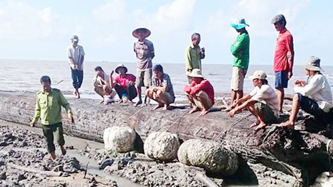 Cây dầu nghi 200 tuổi chôn vùi ở cửa biển Cà Mau Bị chôn vùi hàng chục năm ở cửa biển nhưng gỗ cây còn nguyên vẹn. Ảnh: C.M.