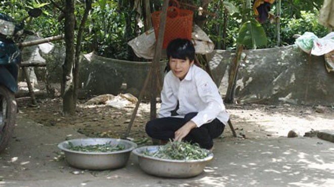 Kỳ tích khó tin của chàng thủ khoa “tay trái” ở xứ chè Thái Nguyên Băm bèo - một trong những công việc thường ngày của chàng thủ khoa
