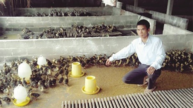 Tỉ phú… vịt trời ở Bắc Giang Anh Tô Quang Dần và đàn vịt trời do anh thuần hóa - Ảnh: Trần Hồ/ Thanh Niên