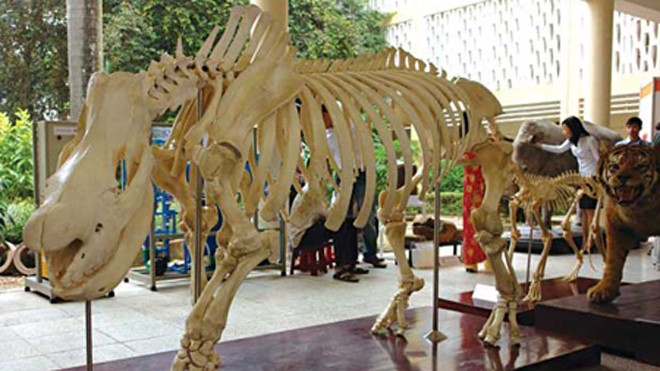Xây Bảo tàng Thiên nhiên Việt Nam tại Hà Nội Việt Nam sẽ sớm có bảo tàng thiên nhiên ngay tại Hà Nội.