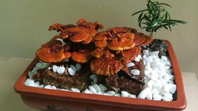 Nấm linh chi bonsai, thú chơi bạc triệu dịp tết Tùy vào mỗi thế mà các chậu nấm linh chi sẽ có mức giá khác nhau, từ 700.000 đồng đến gần chục triệu đồng