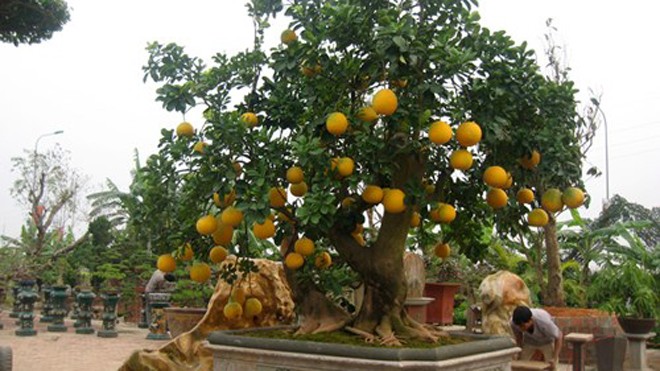 Vẻ đẹp hiếm có của bưởi cảnh trăm triệu ở Hà Nội Chậu bưởi cảnh trị giá gần 100 triệu của nghệ nhân Chu Mạnh Hùng được đặt tại vườn cảnh ở Phúc Thọ (Sơn Tây- Hà Nội).