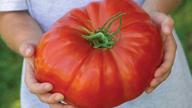 Giống cà chua lớn nhất thế giới Một quả cà chua thuộc giống Gigantomo. Ảnh: BNPS