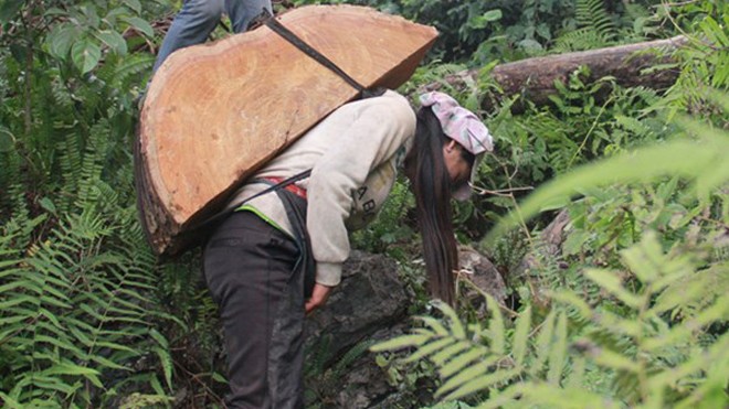 Khúc gỗ lao từ trên núi, đè chết người đi đường Gỗ nghiến luôn là "mồi ngon" của lâm tặc. (Ảnh gỗ nghiến được xẻ thành khúc, hộp, ván, rồi được phụ nữ gùi, khuân vác xuống núi: Dân Việt)