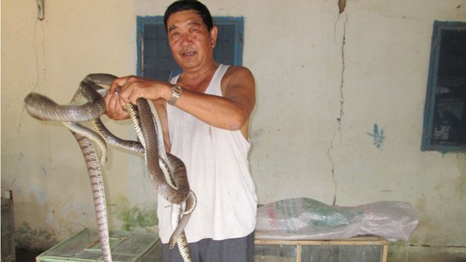 Nông dân miền Tây khóc ròng vì rắn Trước đây, rắn thương phẩm loại từ 3 đến 5 kg/con được bán với giá hơn 1 triệu đồng/kg nay giảm xuống còn 400.000 đồng/kg nhưng thương lái rất hạn chế mua. Ảnh: Kim Thoa.