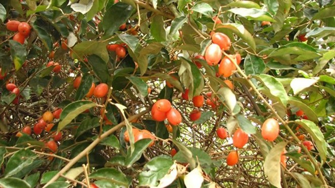 Bài thuốc quý chữa bệnh từ quả nhót Bài thuốc quý chữa bệnh từ quả nhót