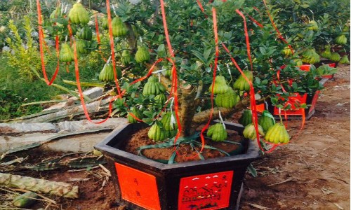 Chậu kiểng trái cây chưng Tết đua nhau bung hàng Các chậu phật thủ bonsai của vườn anh Tạ Tùy Duy được trang trí để giao cho khách.