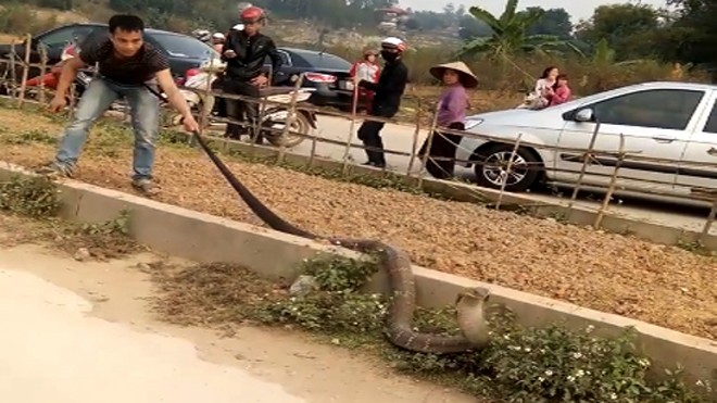 Rắn hổ mang khổng lồ ở Phú Thọ có tên trong sách đỏ Người đàn ông túm đuôi rắn để ngăn con vật bò đi.