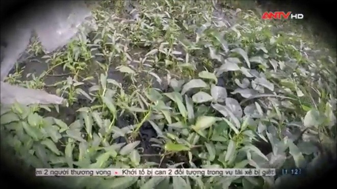 Sợ hãi không dám ăn rau muống sau khi xem phóng sự này Sợ hãi không dám ăn rau muống sau khi xem phóng sự này