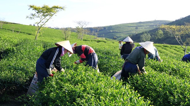 Chấm dứt dự án của nữ doanh nhân bị sát hại ở Trung Quốc Thu hoạch chè ô long