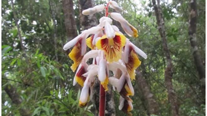Phát hiện một loài Riềng mới, hoa đẹp vô cùng Hoa của loài riềng mới được phát hiện. Ảnh: Lý Ngọc Sâm.