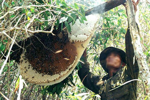 Vào rừng lấy mật ong, người đàn ông chết dưới gốc cây Ảnh minh họa
