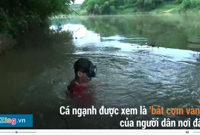 Lặn sâu 15 mét bắt cá ngạnh bằng tay không Lặn sâu 15 mét bắt cá ngạnh bằng tay không