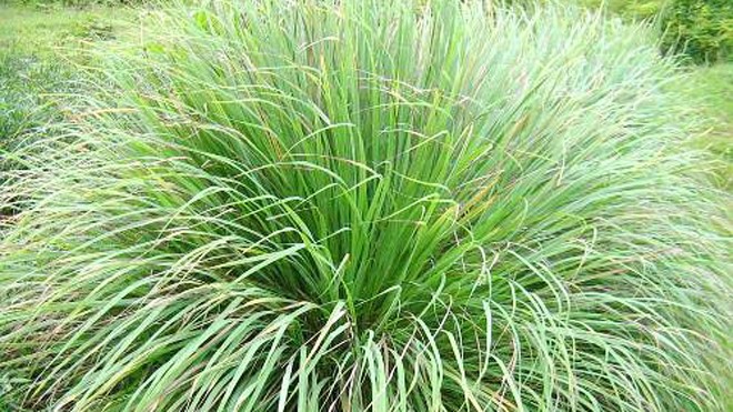 Trồng sả để xua đuổi muỗi, phòng bệnh sốt xuất huyết Cây sả trồng xung quanh nhà giúp xua đuổi muỗi và côn trùng. Ảnh: java.